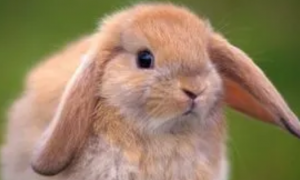 兔年养兔子有好运吗