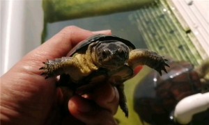 侏儒龟寿命