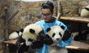 熊猫饲养员工资高吗