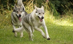 中国准许养捷克狼犬吗