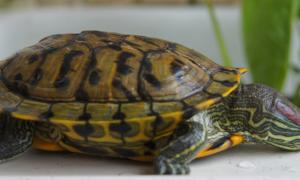 巴西龟能活多久