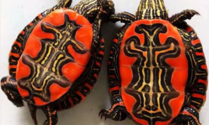 巴西龟红腹龟属于什么龟