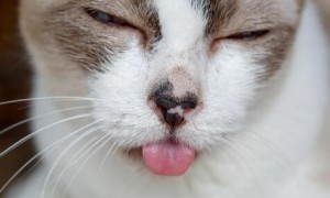 猫为什么要吃甲硝唑