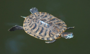 日杂龟是深水还是浅水