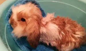 小兔子可以洗澡吗?