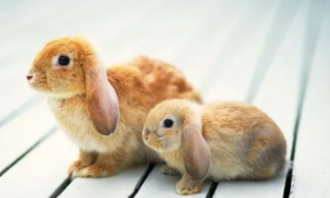 兔子一天不拉屎正常吗