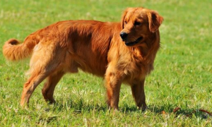 金毛猎犬是大型犬吗