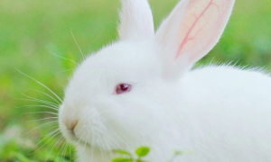 小白兔多少钱一只
