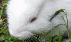 兔子吃的草有哪些图片