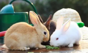 兔子放在外面会被猫吃掉吗