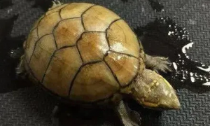 头盔蛋龟是冷水龟吗