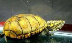 头盔蛋龟是深水龟吗
