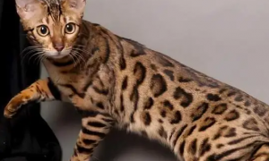 亚洲豹纹猫是野生的吗