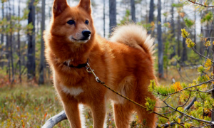芬兰狐狸犬价位