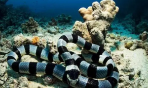 有毒海蛇有哪几种
