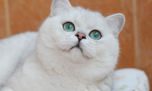 英短猫纯白为什么没人养