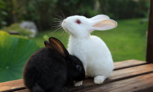 兔子一年繁殖几窝