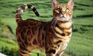 亚洲豹纹猫一只多少钱