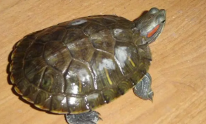 巴西龟多久换一次水