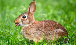 兔子的舌头有什么作用