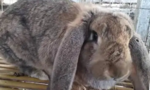 公羊兔能长多少斤重