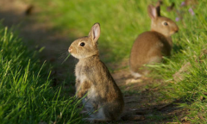 兔子能吃草莓吗