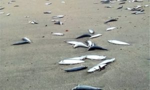 智利海岸现大量死鱼