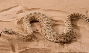 沙漠王蛇有毒吗