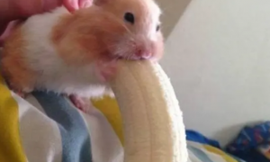仓鼠吃香蕉