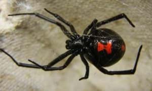 黑寡妇蜘蛛的图片