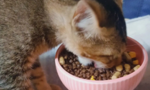 小奶猫吃什么食物比较好