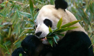 大熊猫爱吃的食物有哪些