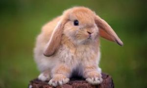 兔子可以吃蓝莓吗