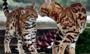 孟加拉豹猫是什么品种