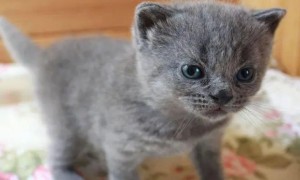 美短蓝猫幼崽多少钱一只