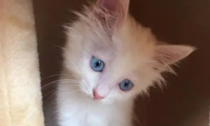 蓝眼睛的猫多少钱一只