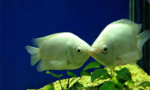 接吻鱼好养吗