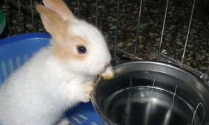 兔子喝什么水