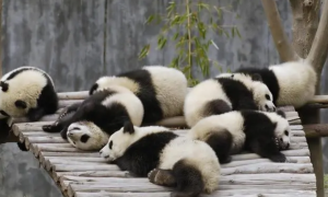 大熊猫除了吃竹子还吃什么