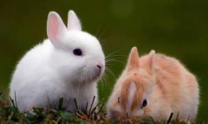 兔子拉白色的液体是什么原因