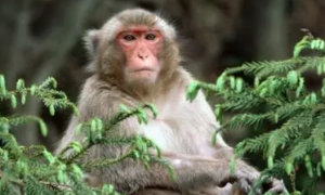 猴子一般寿命多长