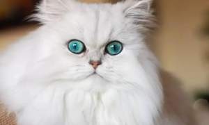 波斯猫的眼睛是蓝色的吗