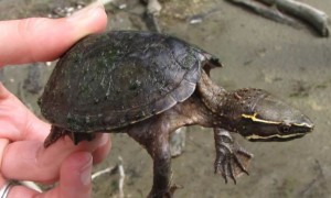 虎纹蛋龟和虎纹泥龟是一种吗