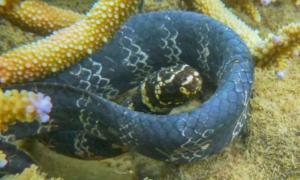 海蛇是棘皮动物吗