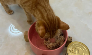 郝哧猫罐头能吃吗