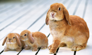 兔子养多久才成年