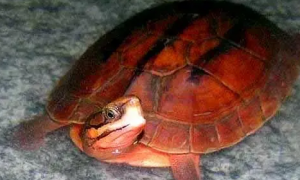 红肚子乌龟是什么品种