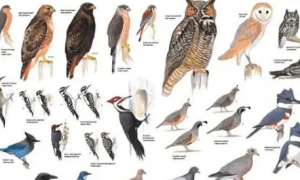 20种鸟类大全带鸟名称