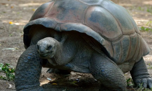 黑山巨龟能养吗
