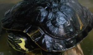 斯里兰卡黑山龟长大头纹回淡吗